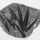 Orthoceas Nautiloid Cephalopod Polished Fossil 450 Year Old - collectior or home decor Orthoceratite