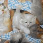 MadieBs Cats and Kittens Felines Cotton New Custom Smock Cobbler Apron