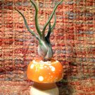 Tilla Critters Magic Mushroom One of a Kind Air Plant Creations from Chili Fie..