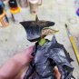 (jason_demon_3d_studio)Anvil Helm Goblin(Hand Painted, Fitted for Legions, Head Only)(SuperSale!)