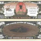 Black Widow Spider Latrodectus Hourglass Million Dollar Bills x 2 Theridiidae