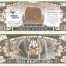Grass Spider Agelenopsis Funnel Weaver Million Dollar Bills x 2 American Species