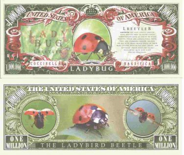 Ladybug Ladybird Beetle Coccinella Magnifica Million Dollar Bills x 2 Insects