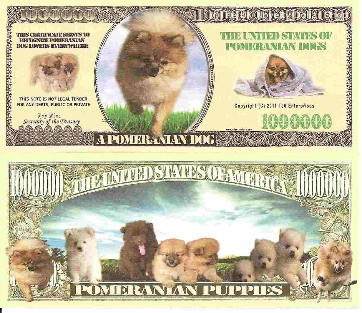 Pomeranian Dogs and Puppies Million Dollar Bills x 2