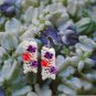 1 pair of upcycled plastic drinking straws dangle&drop earrings #5 -pink, violet floral garland