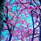 David's Tulip Tree