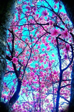 David's Tulip Tree