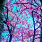 David's Tulip Tree