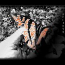 ORANGEBUTTERFLY