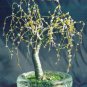 Willow in Round Glass Beaded Tree Sculpture