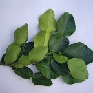 1.5 Oz Organic Fresh Kaffir Lime Leaves -  Great for Cooking Thai Foods