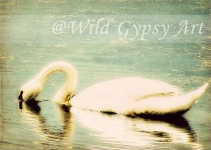 White Swan Aqua Lake Como NJ 5" x 7" HOT Fine Art Photographic PRINT made in USA