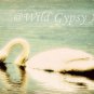 White Swan Aqua Lake Como NJ 5" x 7" HOT Fine Art Photographic PRINT made in USA