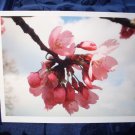 Sakura (FS-SK)
