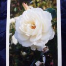 White Rose (FS-WR)