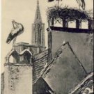Pelicans on Rooftop Vintage STRASSBURG Postcard VP-3914