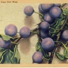 Beach Plums, Cape Cod Massachusetts Postcard VP-5928