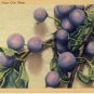 Beach Plums, Cape Cod Massachusetts Postcard VP-5928