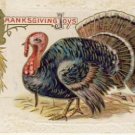 1911 Large Turkey Thanksgiving Postcard VP-6598