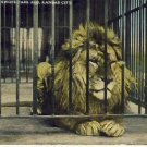 Lion Swope Park Zoo Kansas City, MO Postcard VP-6346