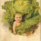 Baby Boy EMBOSSED CABBAGE German Postcard VP-6572