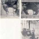 Great Lot of 3 SUSIE Trained Gorilla Postcard VP-5255