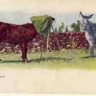 Donkey takes picture of Donkey Comic Postcard VP-4558