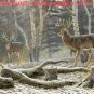 Buck Hunt Cross Stitch Pattern***L@@K***