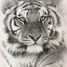 B & W Siberian Tiger Cross Stitch Pattern***LOOK*** B & W Siberian Tiger Cross Stitch Pattern***LOOK***