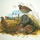 Bobwhite Quail Cross Stitch Pattern***LOOK***
