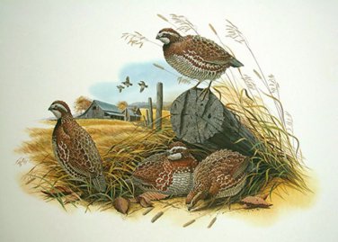 Bobwhite Quail Cross Stitch Pattern***LOOK***
