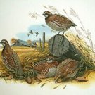 Bobwhite Quail Cross Stitch Pattern***L@@K***