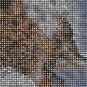 Owls Of The World Cross Stitch Pattern***LOOK***
