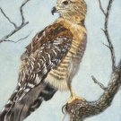 Bird of Prey Cross Stitch Pattern***LOOK***