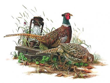 Ring Necked Pheasant Cross Stitch Pattern***L@@K***