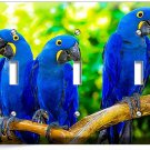 HYACINTH TROPICAL BLUE MACAW LOVE BIRDS PARROTS TRIPLE LIGHT SWITCH PLATE DECOR