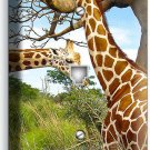 AFRICAN SAFARI GIRAFFE LOVE ANIMALS PHONE TELEPHONE WALL COVER PLATES ROOM DECOR AFRICAN SAFARI GIRAFFE LOVE ANIMALS PHONE TELEPHONE WALL COVER PLATES ROOM DECOR