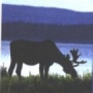 Moosie's Club