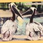 NEW YORK ZOOLOGICAL PARK BROWN PELICANS New York City Postcard