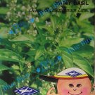 Hairy Basil : Thai Herbal Vegetable Seeds