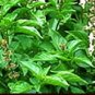 2,400 seeds Thai Holy Basil - Herb Seeds/ Vegetable Seeds w S&H Free