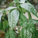 Thai sweet basil Seeds - free shipping
