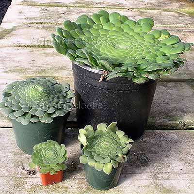 mini ceramic flower pots Hanging Multicolor Round Mini Ceramic 4 Planter Set (Blue, Green, Orange, and Brown)