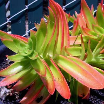 Crassula erosula 'Campfire' 3.5 inch Pot Plant BICOLOR SUCCULENT ...