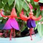 Fuchsia 'Black Prince' 4 Unrooted Cuttings HARD2FIND COMPACT Upright