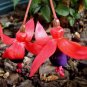 Fuchsia 'Black Prince' 4 Unrooted Cuttings HARD2FIND COMPACT Upright