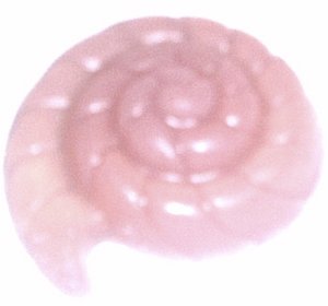1 oz Naomi's Kiss Shell