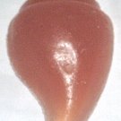 1 oz Naomi's Kiss Shell