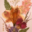 Alstromeria card