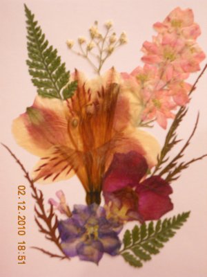 Alstromeria card